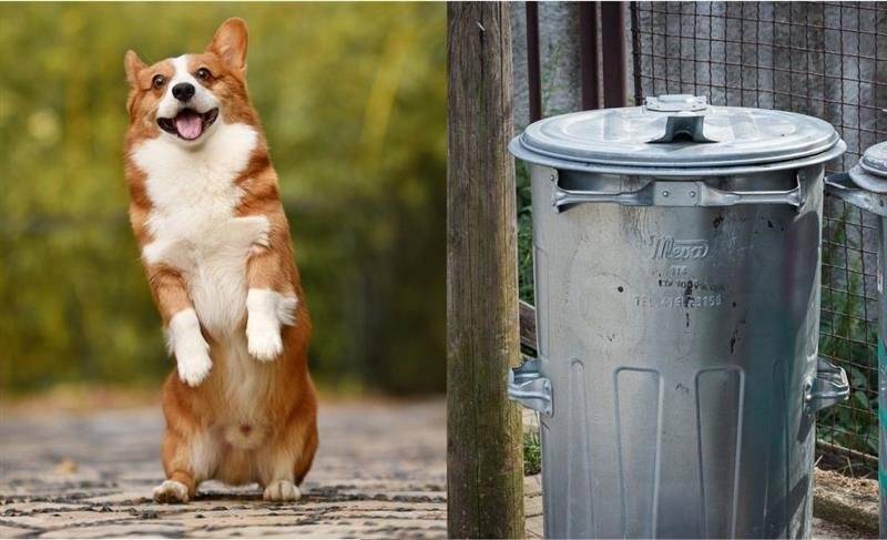 Informační systém obce Františkov nad Ploučnící. Upozornění na splatnost místních poplatků. Dle platných obecně závazných vyhlášek poplatek za psa (100,- Kč) byl splatný k 31.3. Poplatek za komunální odpad (500,- Kč/osoba/rok) k 30.6.. Oba poplatky nožné platit hotově na OÚ nebo bezhotovostní platbou na účet obce č.ú. 15329431/0100 do poznámky jméno, příjmení a číslo popisné. Pokud máte uhrazeno, berte tuto zprávu jako informativní.