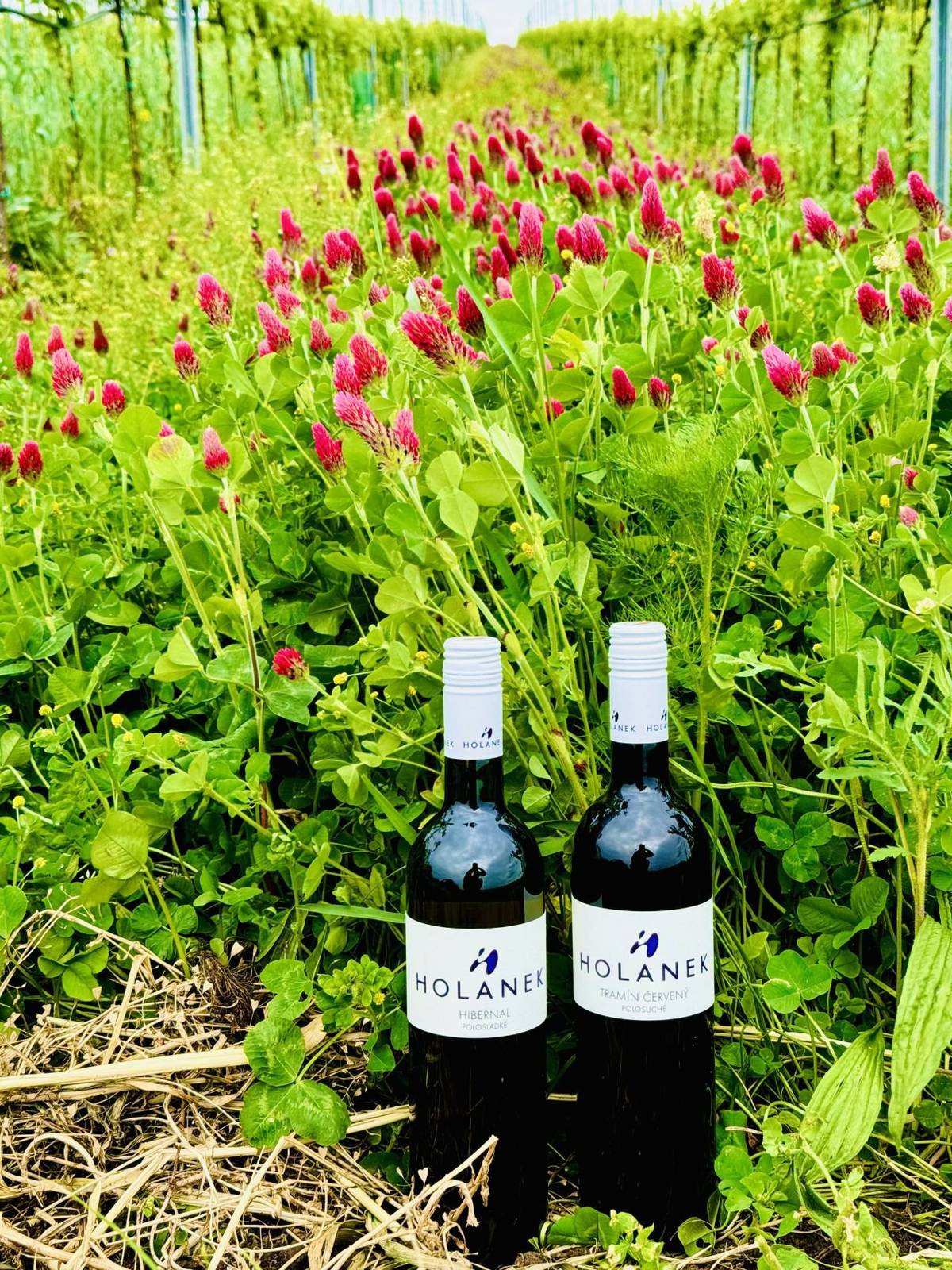 Vinařství Holánek přijede v sobotu 17.5.2025 s pojízdnou vinotékou.  Tento týden přiveze v akci polosladký Hibernal za 170 Kč, polosuchý Tramín červený za 160 Kč, vína sudová 80 - 90 Kč/litr, vína lahvová výběr z hroznů, pozdní sběr 150 - 250 Kč.  Vinotéka bude stát od 19:00 do 19:20 před prodejnou.