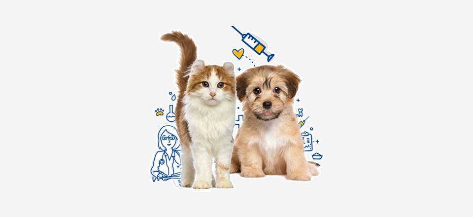 Očkování psů se bude konat v sobotu 31. května 2025 od 09:30 hodin, před budovou OÚ Plužná.