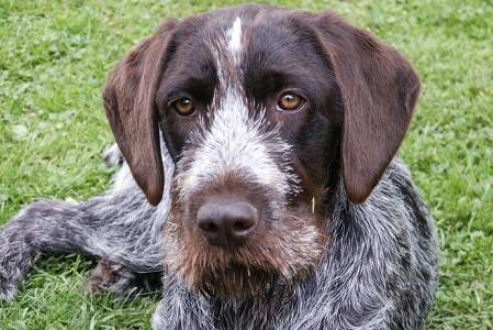 Upozorňujeme občany, že se v neděli 18. 5. 2025 může v katastru naší obce vyskytovat větší množství lovecky vedených psů. Jedná se o soutěž Polabské derby ohařů o putovní cenu Karla Krýzy.