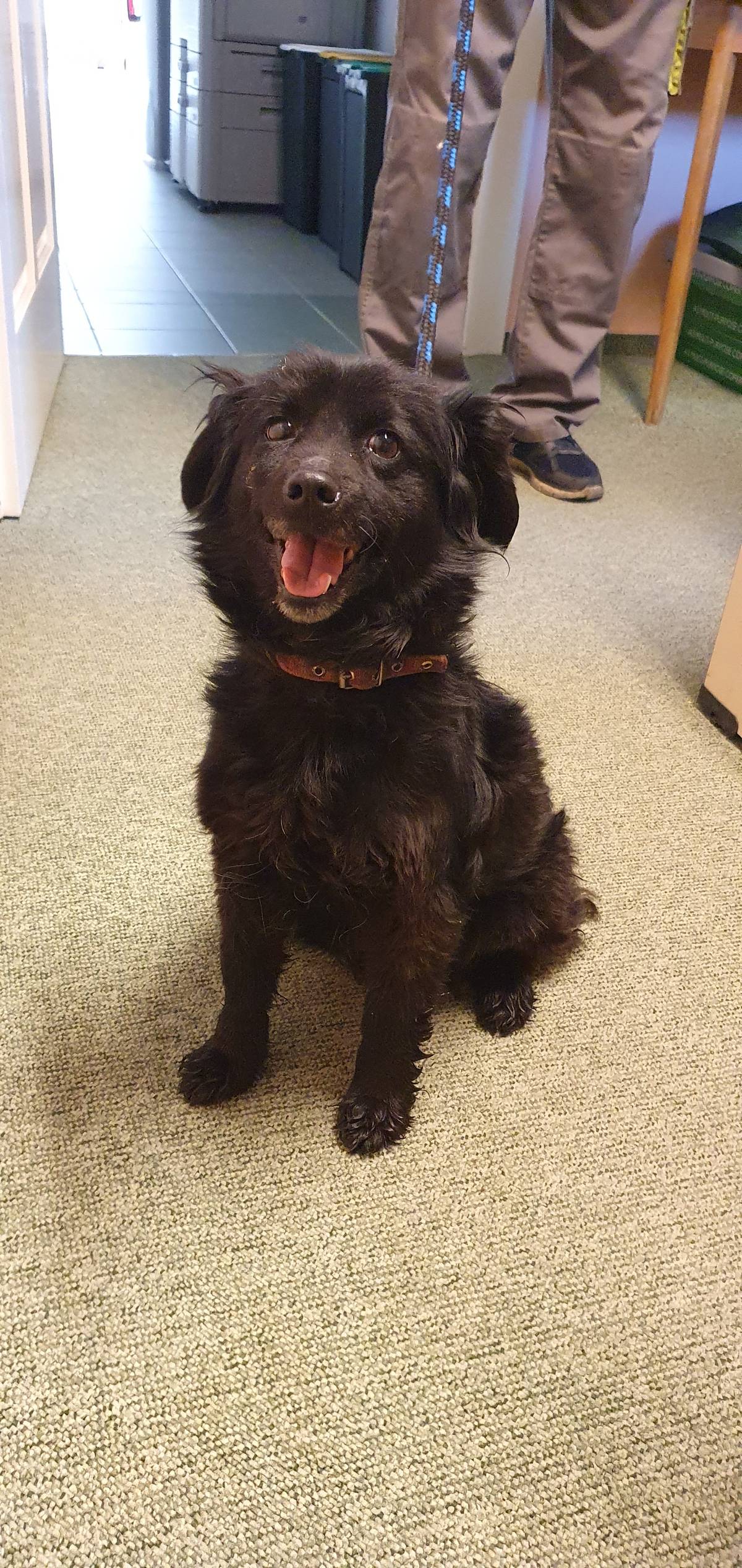 V neděli 11.5.2025 se na Dolní Krásné nedaleko restaurace U Toflů našla fenka. Nemá čip, pouze obojek.  Majitelé mohou volat na tel. 724 164 574.