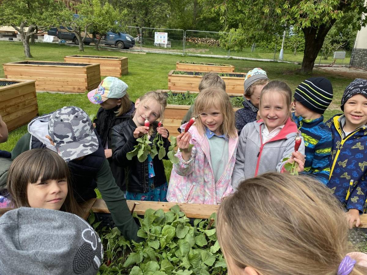 První letošní sklizeň byla ta ředkvičková. Ředkvičky jsou velké a dobré:-) Děkujeme panu truhláři Reisnerovi za zhotovení krásných nadzemních záhonů!