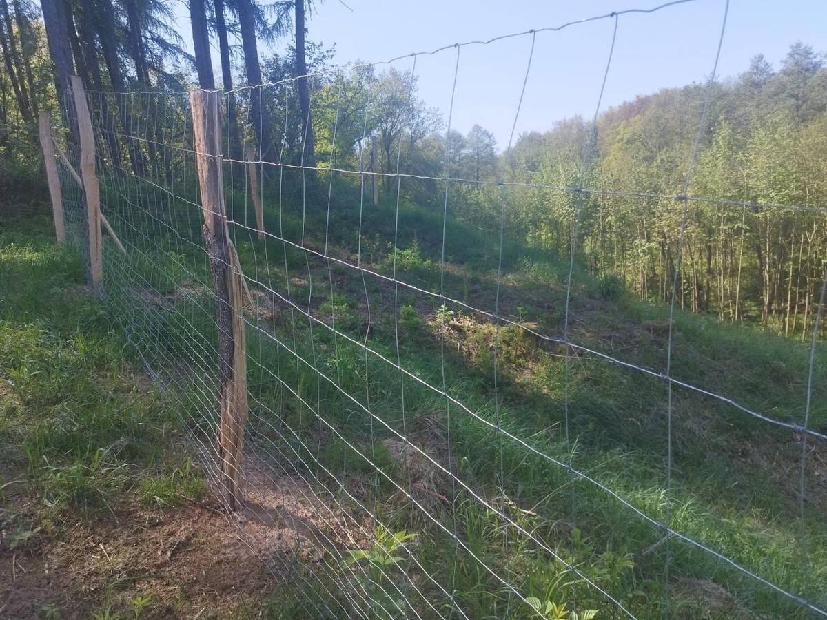 Výsadba lesa - květen 2025