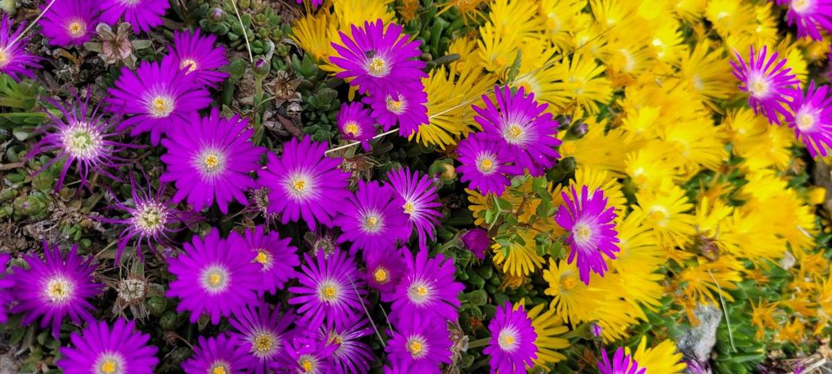 Letos jsme navštívili zahradnictví trvalek a skalniček v Lelekovicích, zámek a poutní kostel ve Křtinách.