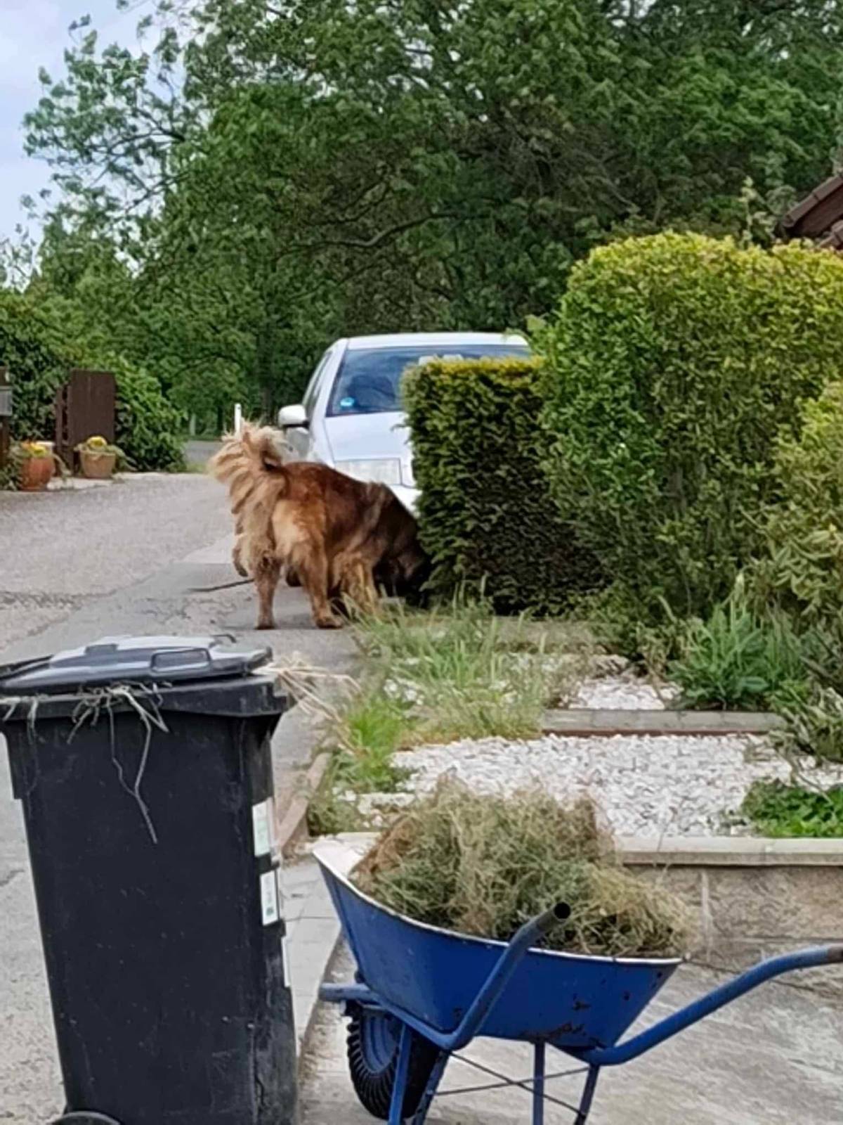 Opět a znova...psi bez dozoru v "koutě"
