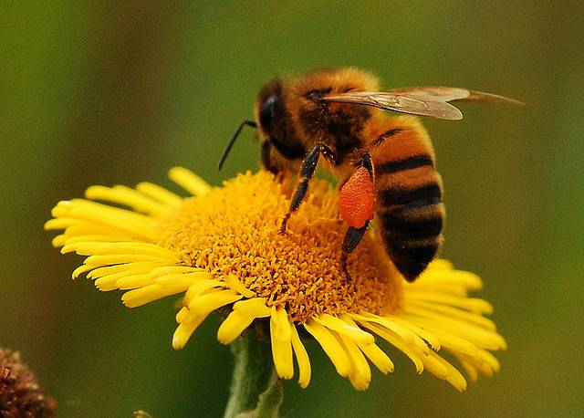 Dňa: 17. máj 2025  Čas: o 17:00 hod  Kde: Chata Horec