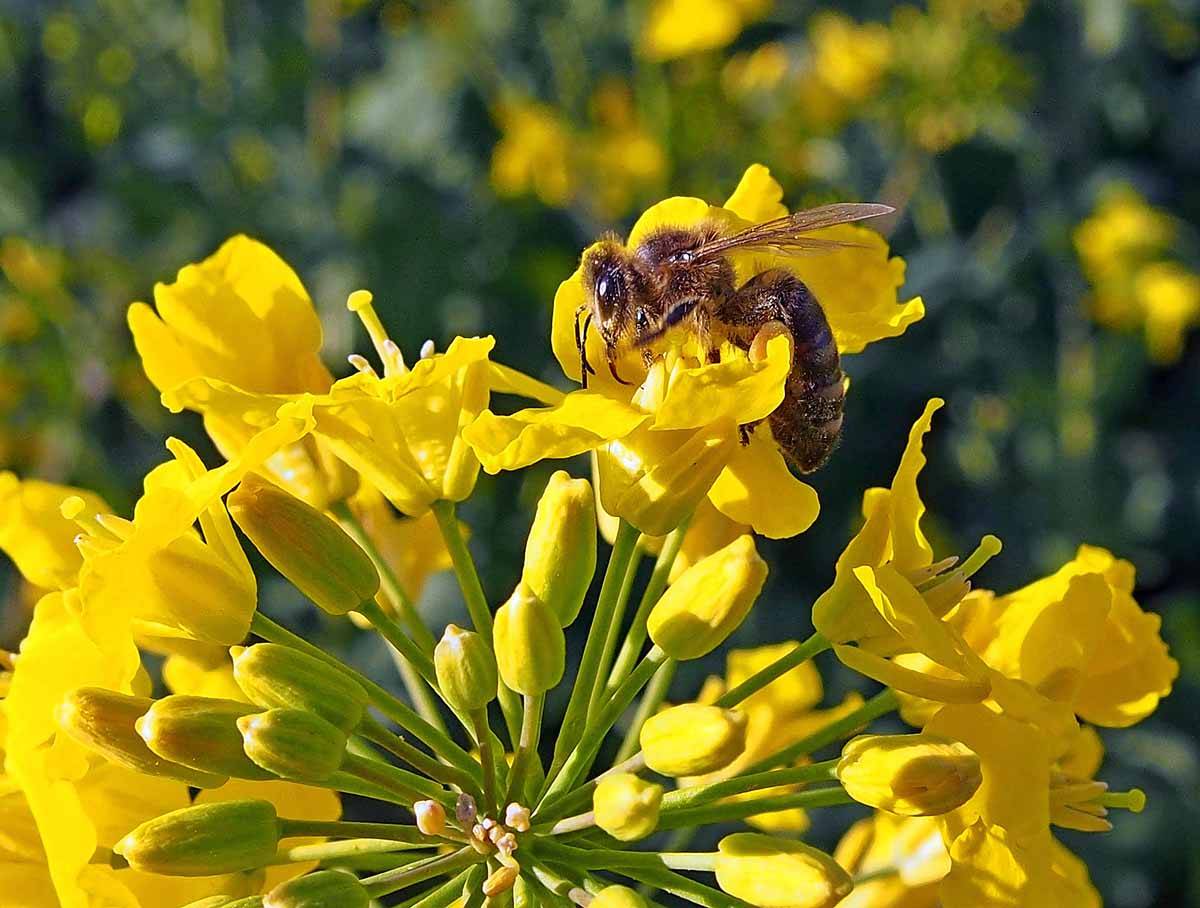 Oznámení o aplikaci insekticidu na pole osetá řepkou ozimou - AGRO & KOMBINÁT Dolní Žandov, spol. s r.o.