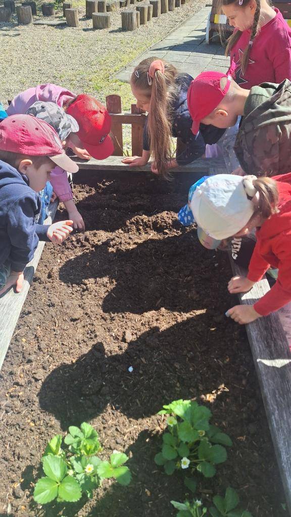 Společnými silami jsme si zasadili na našem záhonu hrášek, sladké jahody a brzy nám přibydou i rajčátka.