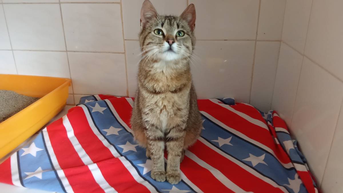 Dnes, v pondělí 19. května 2025, byla v Dalovicích nalezena kočička a byla odvezena do útulku. Majitelé, prosím, kontaktujte: Veronika Poulová, Brunikův kočičí spolek Bezblešek, z. s. Západní 67, Karlovy Vary, tel.: 606 915 078