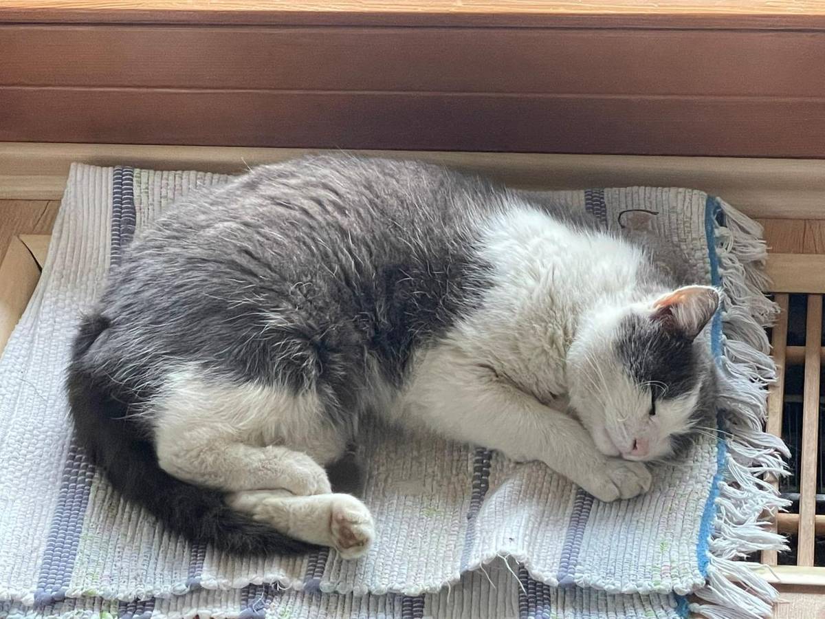 Milé děti,  vezměte svému zvířátku i krmení a jeho oblíbenou hračku. Těšíme se, že se o své chovatelské zkušenosti podělíte s kamarády. Infografika vítána.