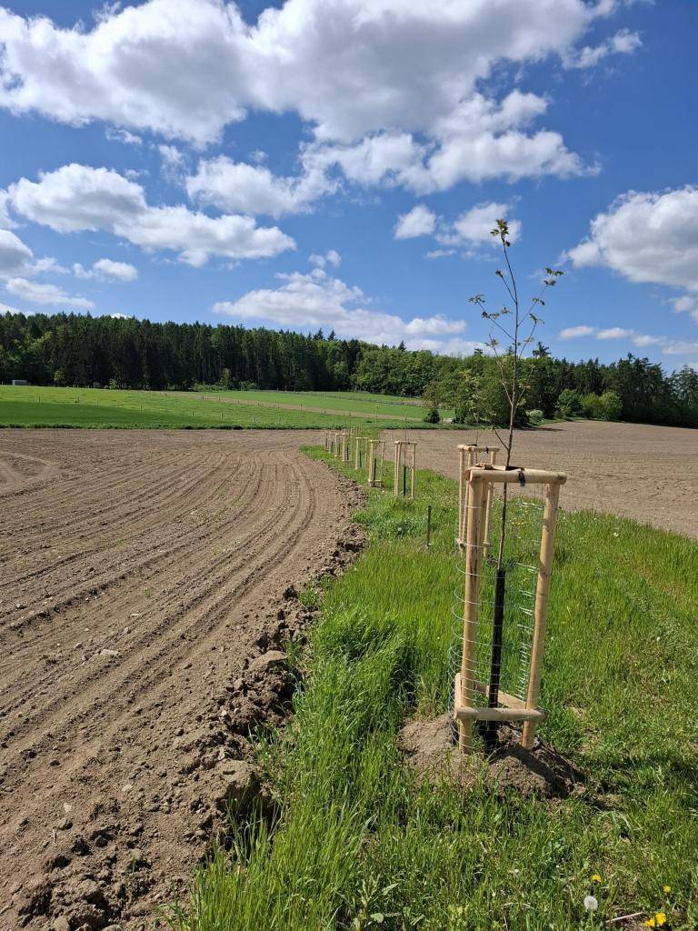 Duby, jabloně, hrušně a jeřáby jsme vysadili díky dotaci 450 000 Kč z Národního plánu obnovy v okolí Ratměřic a Skrýšova. Nejen, že vracejí krajině svou funkci, ale obnovují dvě zaniklé obecní cesty na Habrovce a za parky. Lákají k procházkám, takže je určitě vyzkoušejte.