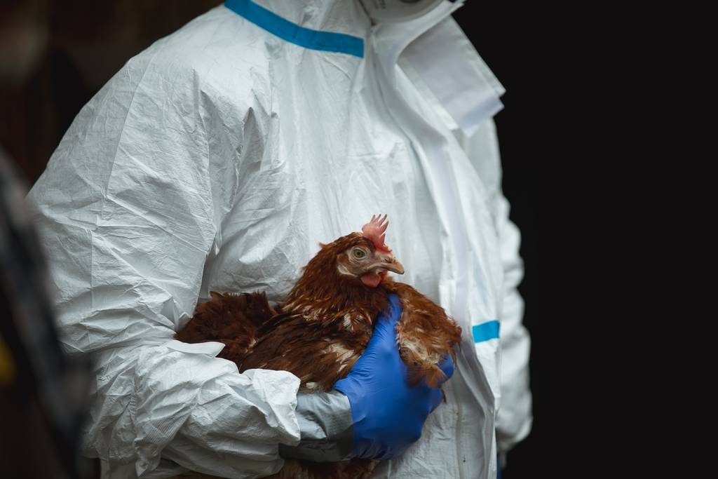 Existuje významné riziko zanesení viru do chovů drůbeže v České republice prostřednictvím migrujících volně žijících ptáků, kteří jsou považováni za hlavní rezervoár viru HPAI.