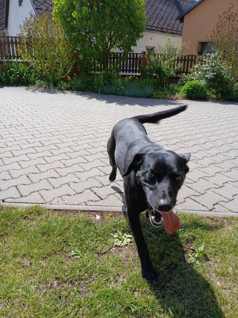 Na spodním konci Rozstání se nalezl černý pes. Dle informací na obojku je z Petrůvky čp. 20, jméno psa Max, uvedené tel.č. je nedostupné.  Majitel ať kontaktuje tel. č. 725056021.