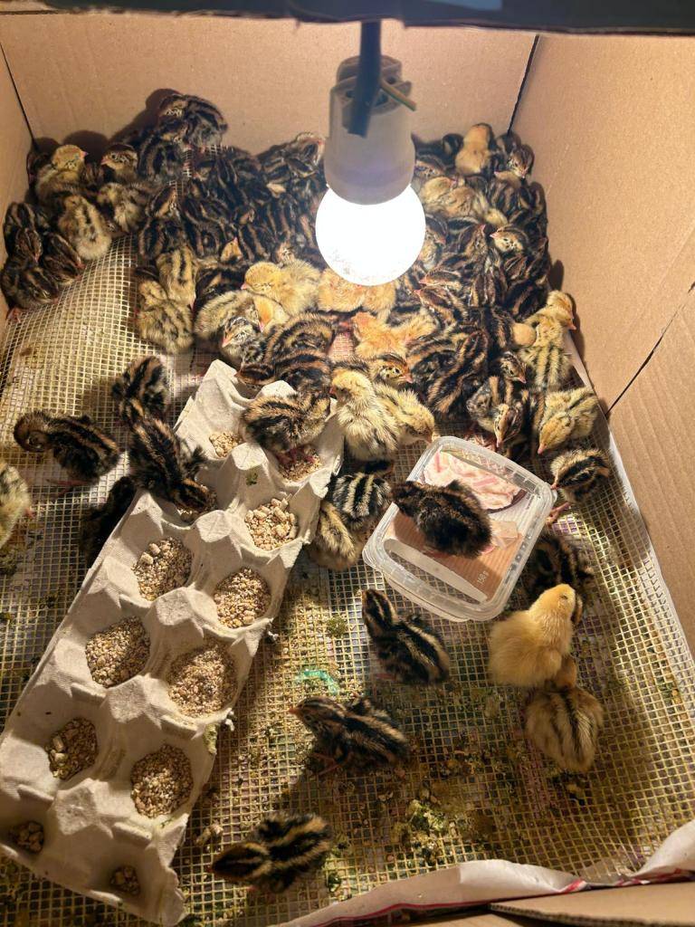 Učíme se o zvířatech.