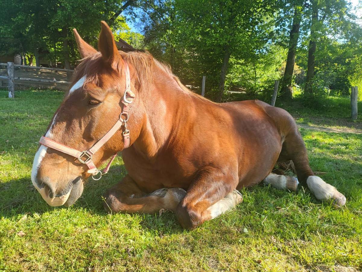 Jaro na Envi a naše nové přírůstky.