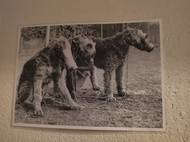 Plynové masky byly připraveny pro psy, ale třeba také pro koně. V krytu si můžete prohlédnout i tematickou výstavu fotografií