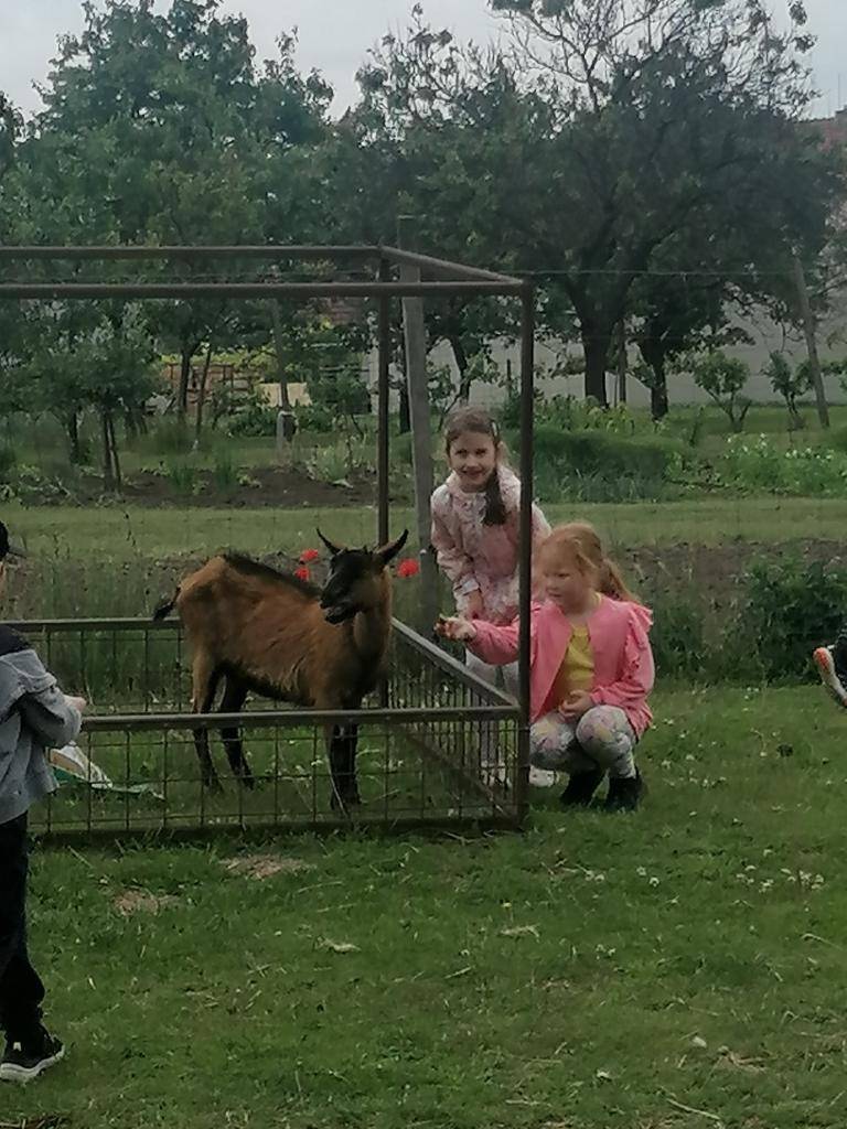 Navštívili jsme místní farmu. Děti si mohly v rámci možností pohladit ovečky a kozičky a nakrmit je.