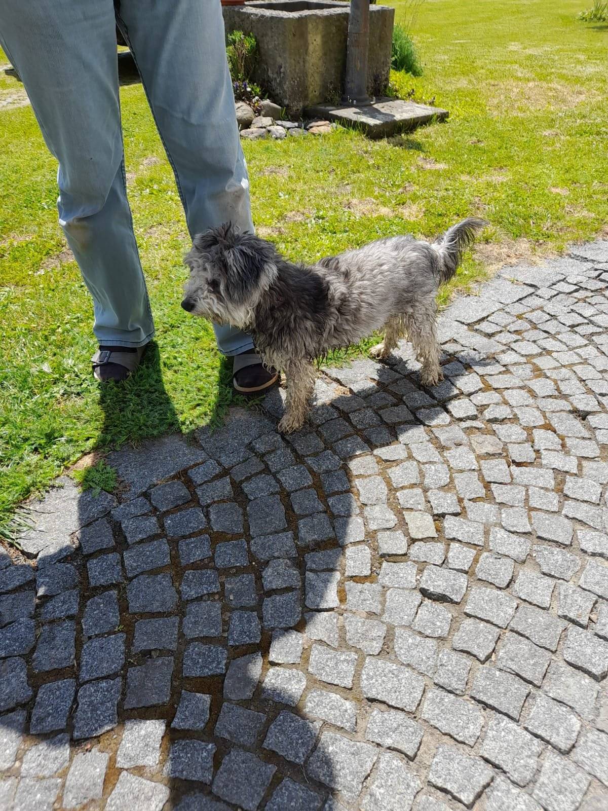 V Dolní Chřibské byl nalezen šedý huňatý pejsek. Nyní se nachází na adrese: Dolní Chřibská 71,  tel :   722 778 917.  Pokud  pejska znáte, kontaktujte jeho majitele a předejte mu adresu nálezce.  Děkujeme 😊.