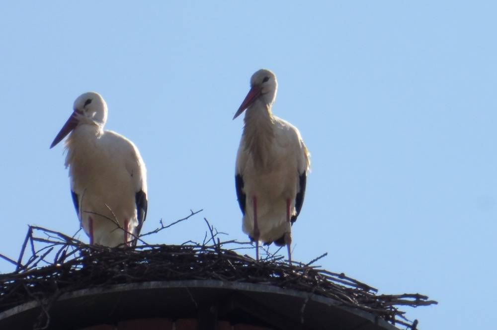 Foto a video čápů ve Vojkovicích.