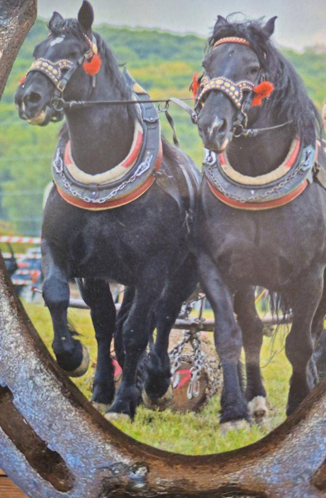 Vážení spoluobčania a priatelia furmanov oznamujeme vám, že furmanské preteky ťažných koní plánované na 07.06.2025 sa neuskutočnia. Za pochopenie vám vopred ďakujeme.