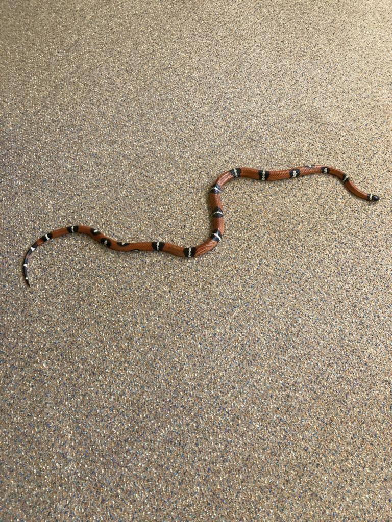 Učíme se o zvířatech.