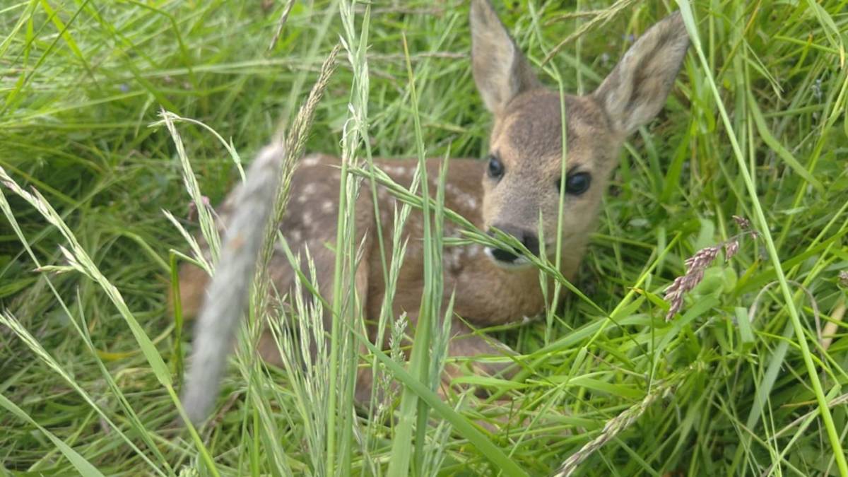Právě nám zemědělci sekají naše louky.To znamená pohotovost pro členy MS Nechvalice, kteří ve spolupráci se zemědělci a dobrovolníky s drony zachraňují zrovna narozená srnčata. Názory "lidí", že by bylo lepší,kdyby je sekačky usmrtily a bylo by jich méně nechám raději bez komentáře.Věřte tomu,že když to zažijete hned máte lepší den.