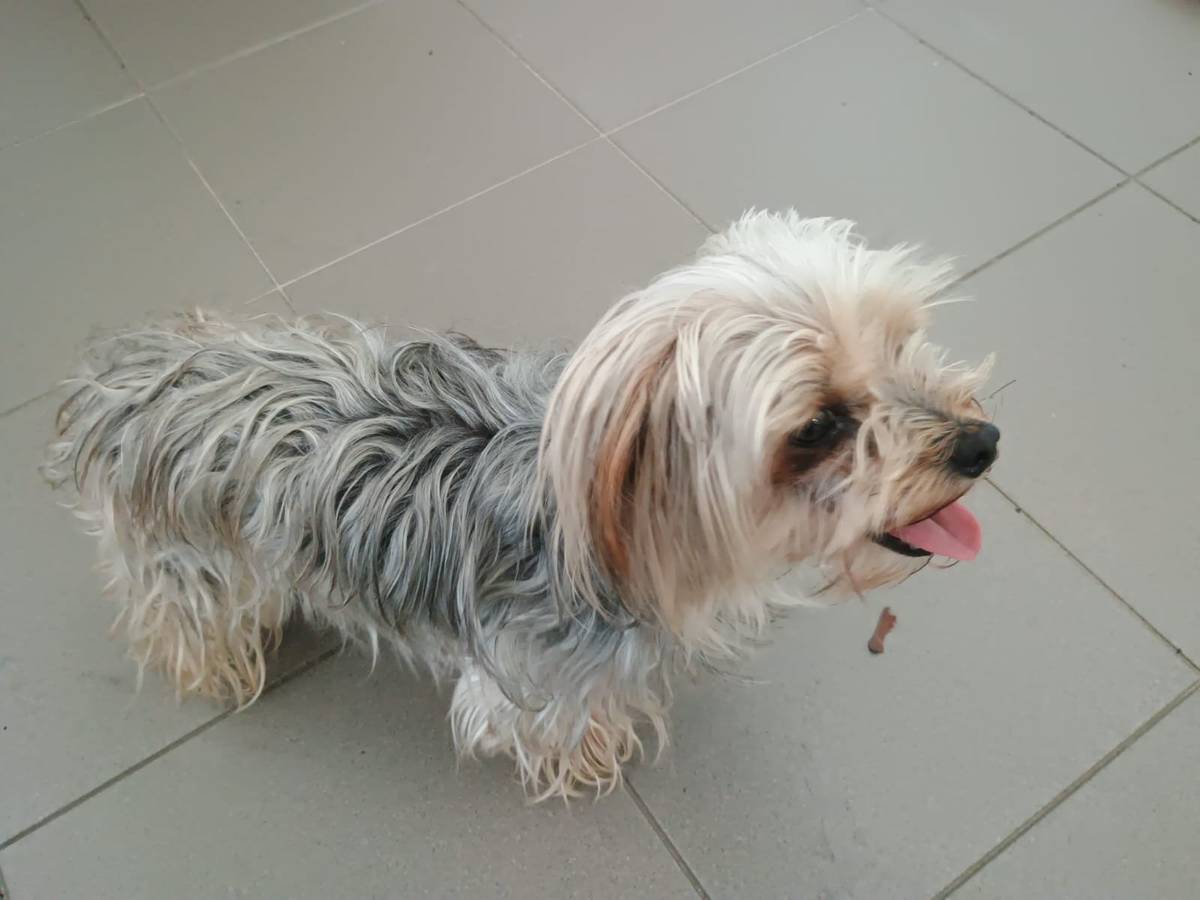 Dnes byla nalezena fenka u Mateřské školy Kosmonosy. Majitele prosíme, aby se ozval na městskou polici 602 286 514, nebo sekretariát města 604 205 043.