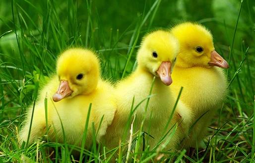 4.6. od 17 hod, budou chovatelé drůbeže ze Stradouně, před OÚ prodávat nosné kuřice před snůškou za 250 Kč a dále káčata a housata.