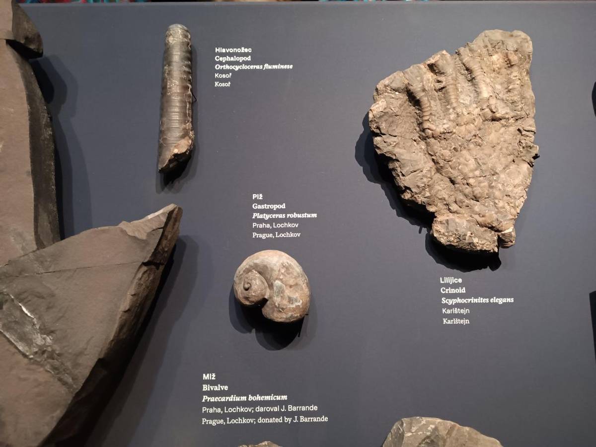 Komentovaná prohlídka seznámila žáky s hlavními érami pravěku a jejich obyvateli, nejtypičtějšími představiteli hlavních skupin živočichů a rostlin.