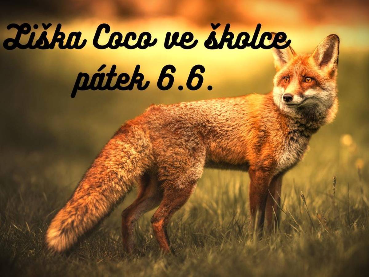 Cože? Živá liška ve školce?  Ano! Přijede k nám, budeme si ji moci prohlédnout, dozvědět se zajímavosti z jejího života a třeba se s ní i vyfotit.