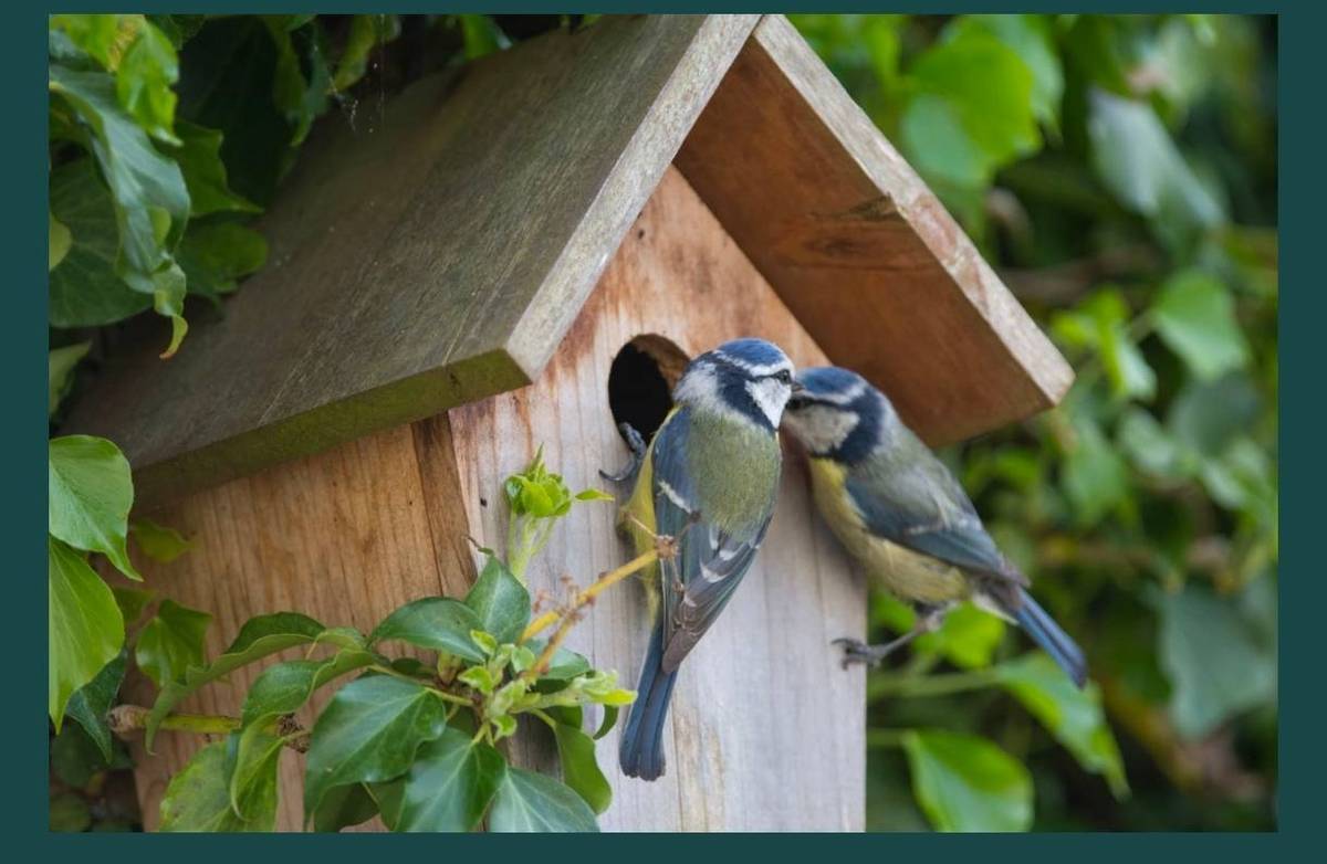 Máme tady zájemce, který by chtěl svou nemovitost v obci Sovětice či Horní Černůtky obohatit ptačí budkou? Stačí nám jméno, čp nebo parcelní číslo, umístění: zahrada, stodola, dům. Ve spolupráci s ornitologem by došlo k lokalizaci místa, zjištění výskytu a vhodnosti budky pro určitý druh. Samotná budka bude realizována na míru, ze dřeva z našeho lesa. Finální sestavení a nátěr formou brigády velkých, menších i malých ručiček dobrovolníků  Prosíme o nahlášení do úterý 10.6.