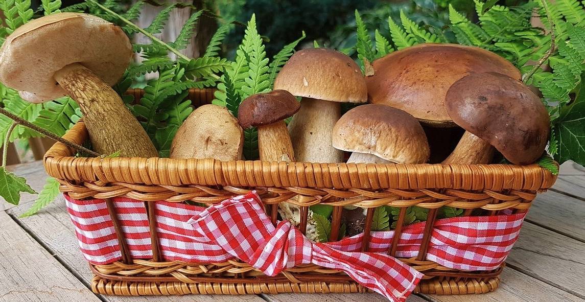 Pro zájemce, kteří chtějí obchodovat nebo používat k výrobě jedlé volně rostoucí houby z vlastního sběru, nebo pro provozovatele restaurací, kteří chtějí z jedlých volně rostoucích hub z vlastního sběru připravovat pokrmy.