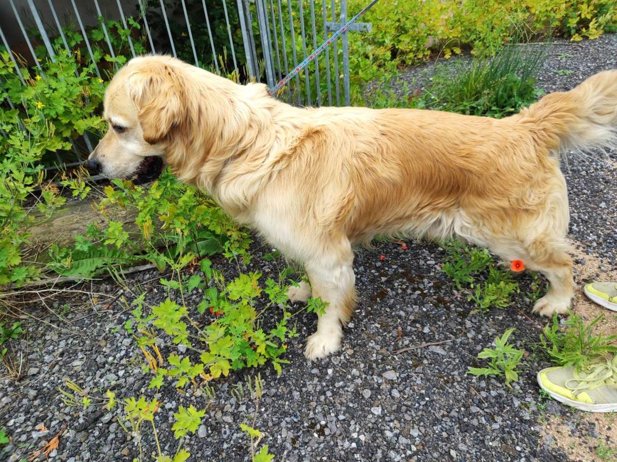 Dne 5.6.2025 v odpoledních hodinách nalezen na Nám. T.G.Masaryka v Golčově Jeníkově. Bližší informace na tel. č. 770 197 570.