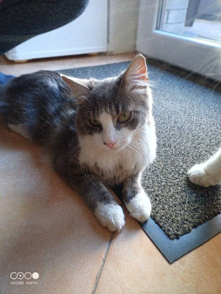 Prosba, ztratila se Mia dlouhosrstá šedobílá kočka, stáří necely rok, čipovana v okolí ulice Krefty nebo U hřbitova. Kontakt v pripade nálezu 602779565 Ambrozek, moc děkuji.