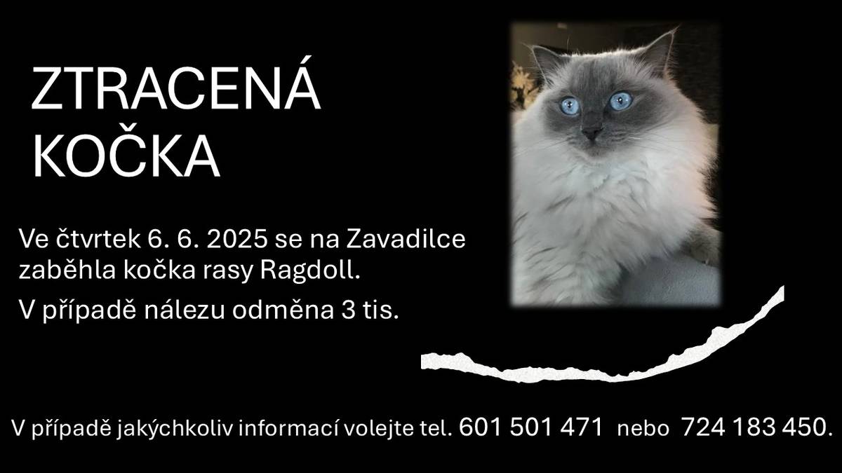 Ve čtvrtek 6. 6. 2025 se na ZAVADILCE ztratila kočka rasy Ragdoll. Má světlou barvu a výrazné modré oči. V případě nálezu nebo informací volejte na uvedené kontakty.