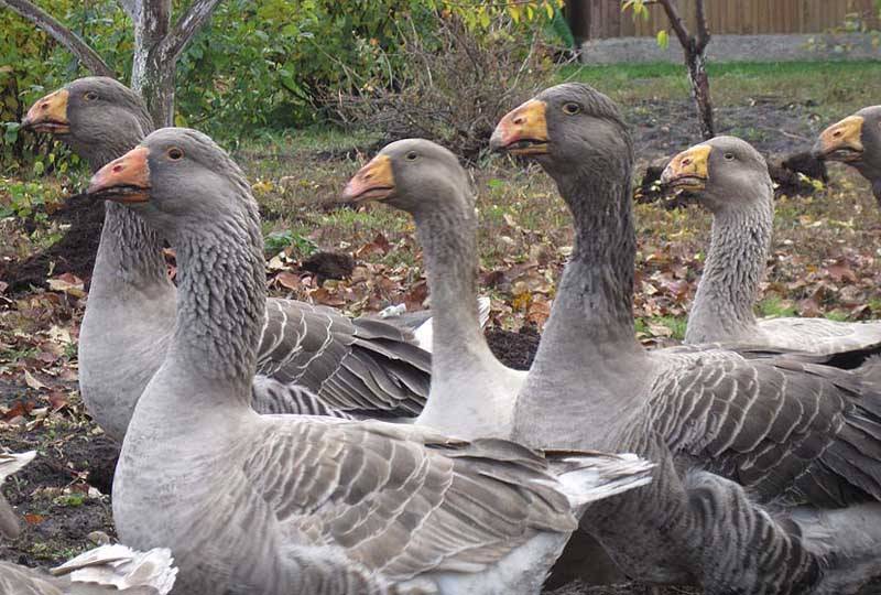 KRNSKO se nachází sice v uzavřeném pásu, ale v mírnějším pásmu dozoru! Chovatelé jsou povinni obci nahlásit změny v počtech ptactva, které hlásili v lednu 2023. Popřípadě mohou Sčítací list drůbeže vyplnit znovu. Je i k vyzvednutí na OÚ.