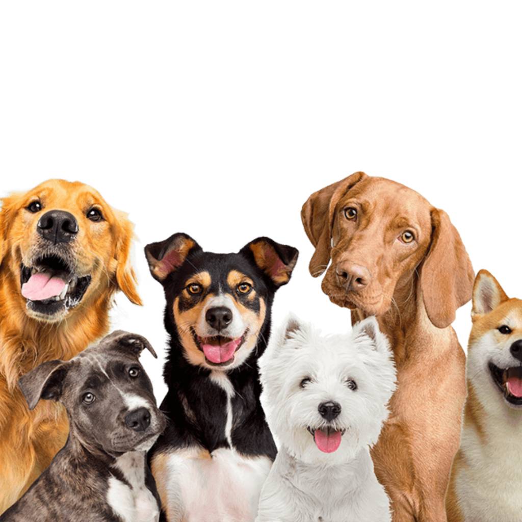 Upozorňujeme občanov, že v obci evidujeme zvýšený počet sťažností na voľne potulujúce sa psy.