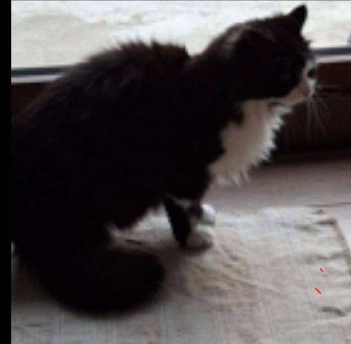 Ztratil se kocourek Cloy, 16 let starý, špatně slyší. Pokud máte o koucourkovi nějaké zprávy, prosím zavolejte . Kontakt 607 137 799