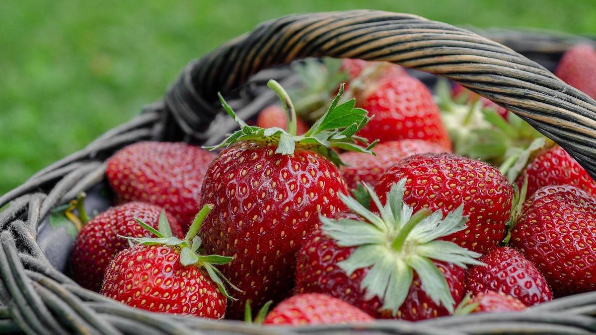 Soukromý prodejce oznamuje občanům, že v pondělí 9.6. 2025 od 13.20 do 13.50 hodin bude v Krahulčí u obecního úřadu prodávat jahody a meruňky z jižní Moravy (cena 98 Kč/kg).