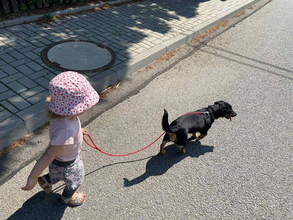 Dneska ráno se nám zaběhla fenka. Je to kříženec malého vzrůstu, černé barvy. Slyší na jméno RAFANA. Má tenký černý obojek se zeleným mřížkováním. Kontakt Marian Vala, Bory 43, 603588513