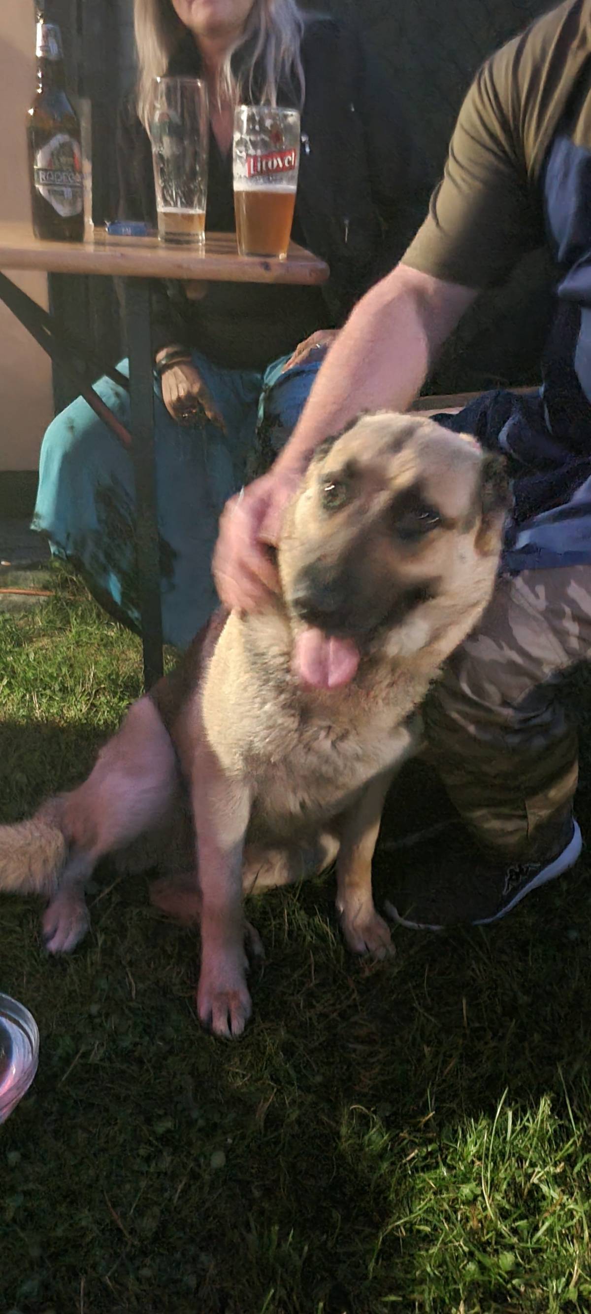 V obci Ústín byla odchycena fena belgického ovčáka. Majitel volat 724 434 443