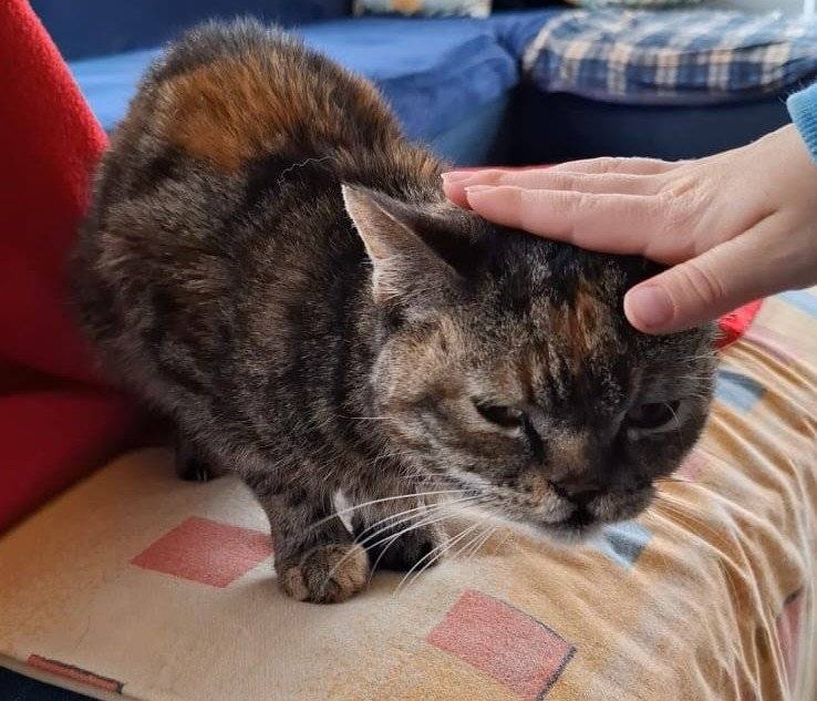 V Rabštejnské Lhotě se ztratila starší kočička... v případě nálezu, volejte majitele na tel: 724229840