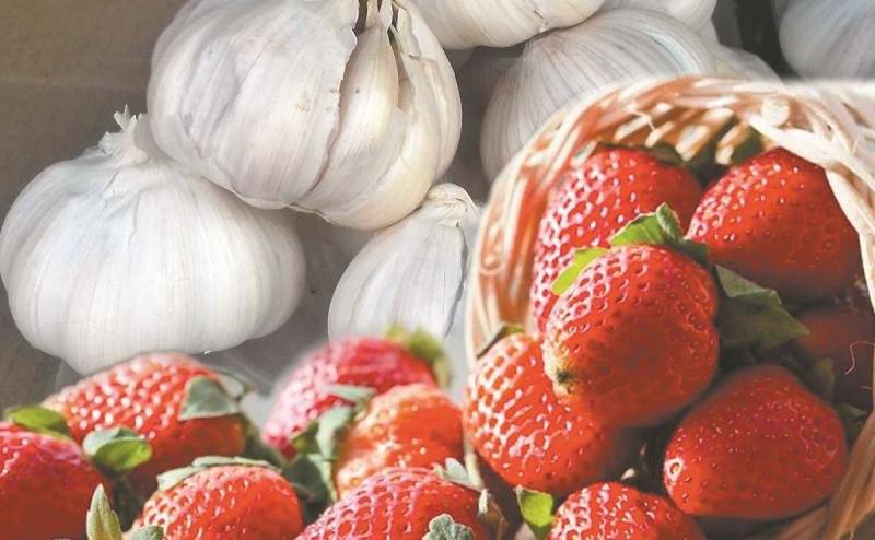 Oznámení občanům: Ve středu 11.6. 2025 od 18.30 hodin bude firma Svitko Svitavy u obecního úřadu v Krahulčí prodávat jahody a česnek.