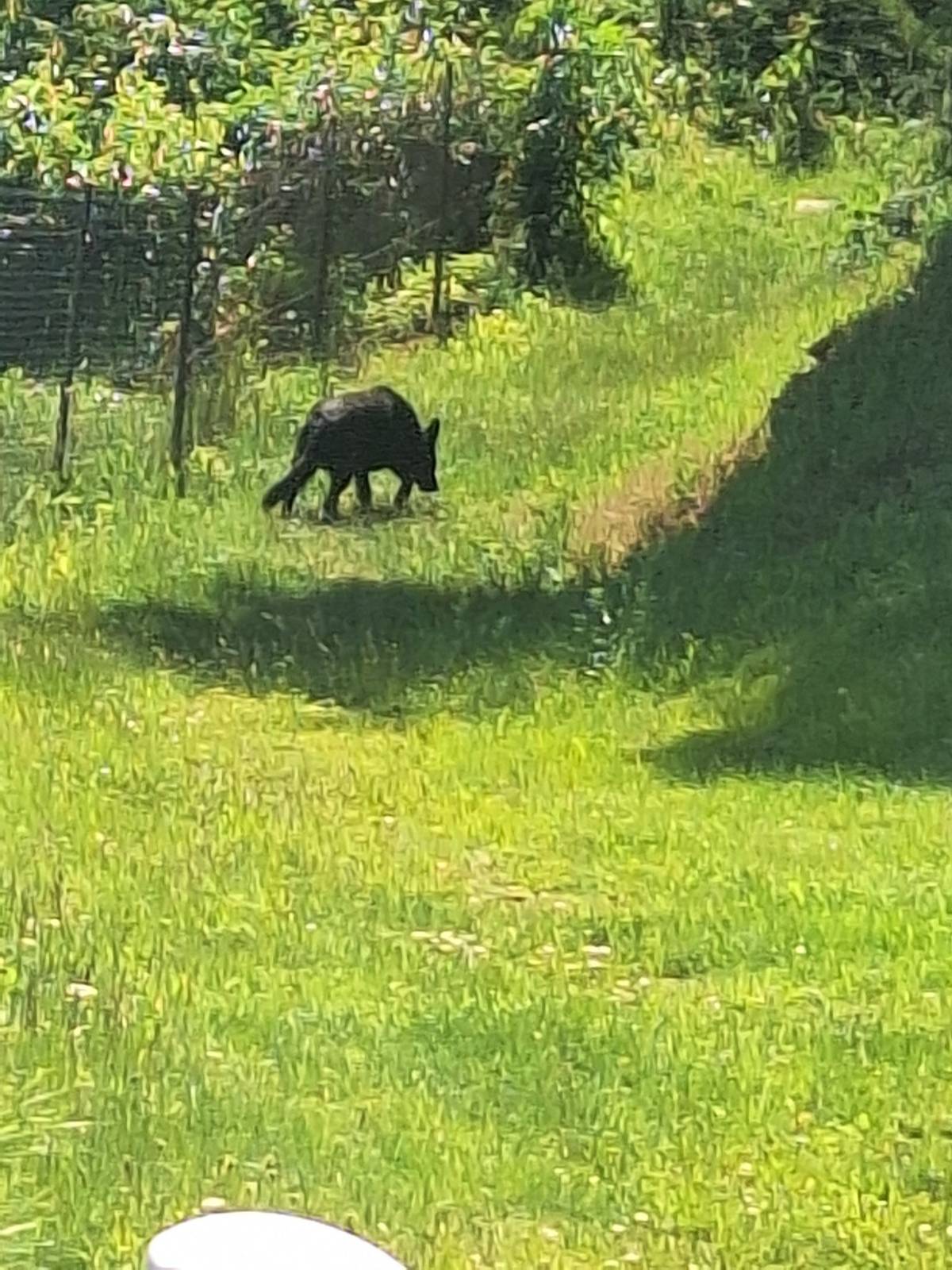 Na městečku pobíhá starší černý německý ovčák bez obojku. Lehce napadá na zadní nohu, vypadá unaveně. Pokud víte, kdo je majitel, dejte mu vědět nebo zavojte na 603 157 458 (starostka).