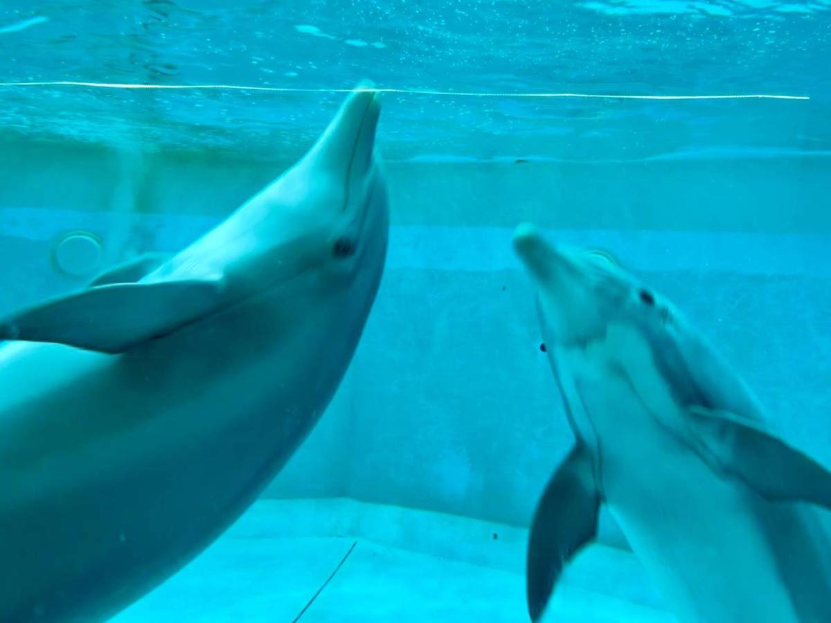 Obec uspořádala ke dni dětí 14.6. výlet do Zoo Norimberk.