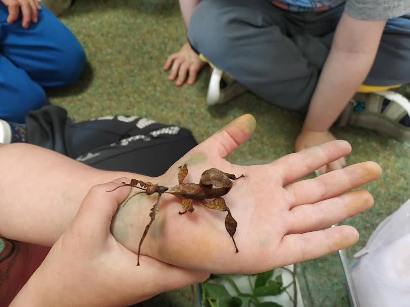 HMYZ JE U DĚTÍ VELMI OBLÍBENÝ A DO ŠKOLKOVÝCH AKTIVIT JDE O VELMI ZAJÍMAVÝ NÁMĚT NA POZOROVÁNÍ A VZDĚLÁVÁNÍ. POD LUPOU JSME PROZKOUMALI BERUŠKU, MRAVENCE, HOUSENKU, STRAŠILKU A DALŠÍ...