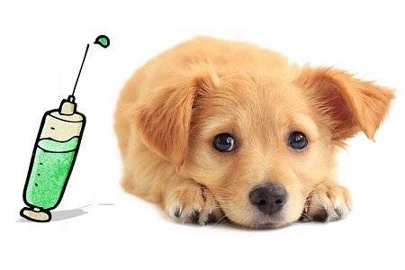 V sobotu 21. 06. 2025 v čase od 8:00 - 9:00 hod. sa pred Obecným úradom v Richvalde uskutoční vakcinácia psov. Cena vakcíny proti besnote je 10,00 €. Cena vakcíny infekčné choroby + besnota je 20,00 €.