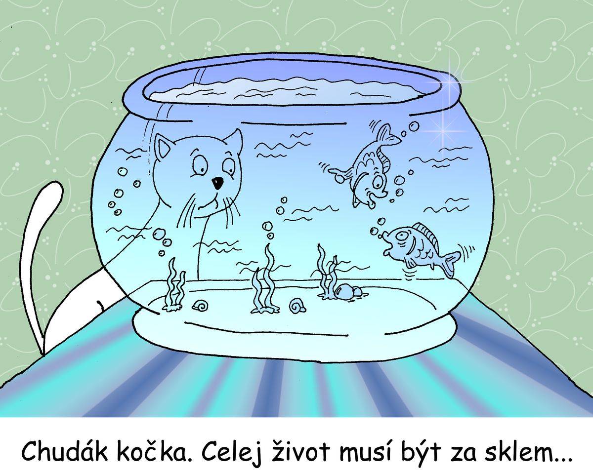 Kočka žije za sklem akvária