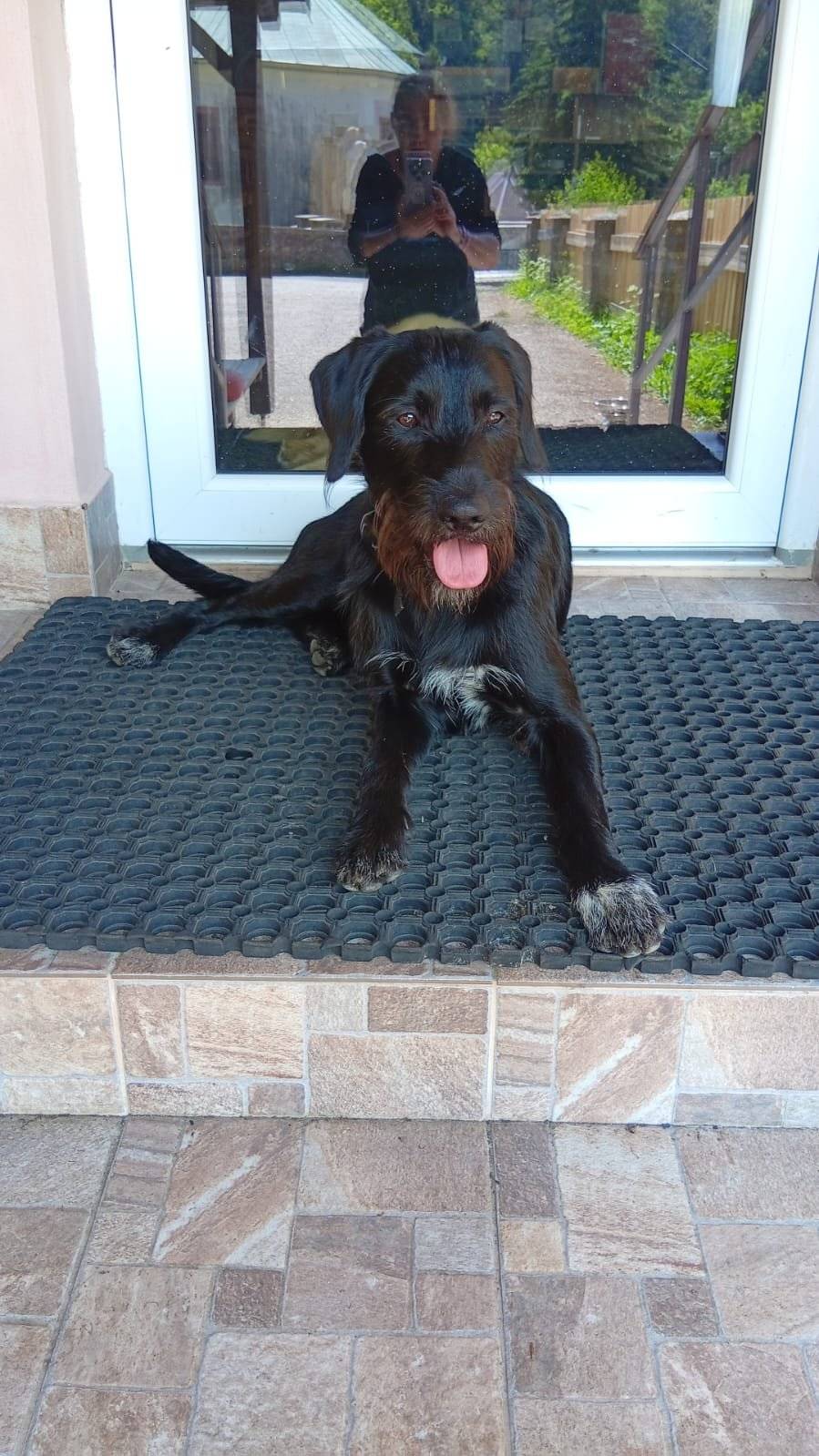 V Dolním Dvoře se našel pes. Aktuálně je v hotelu Krakonoš (dříve Zvon). Info na telefonu 720 110 855.