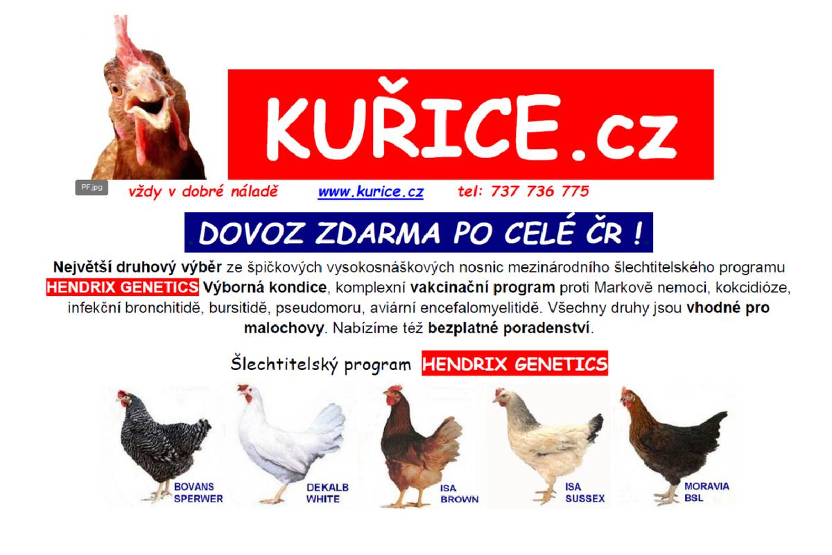 Dovoz kuřic zdarma po celé ČR.